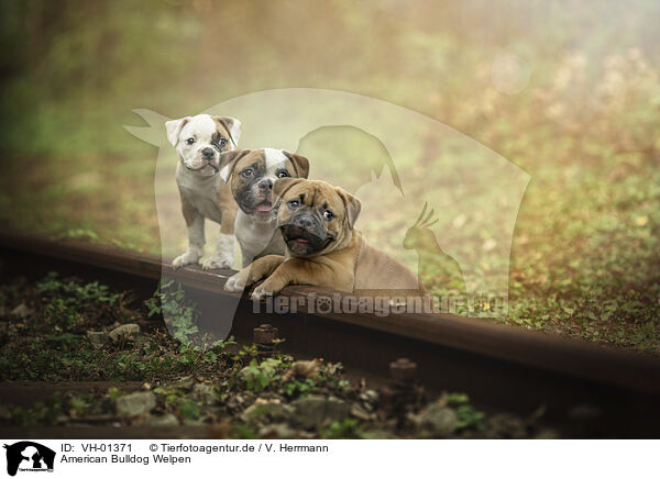 American Bulldog Welpen / VH-01371