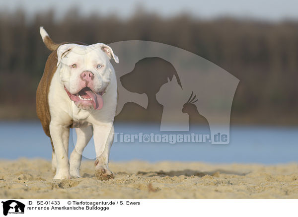 rennende Amerikanische Bulldogge / SE-01433