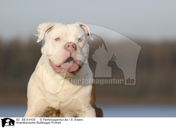 Amerikanische Bulldogge Portrait / SE-01435