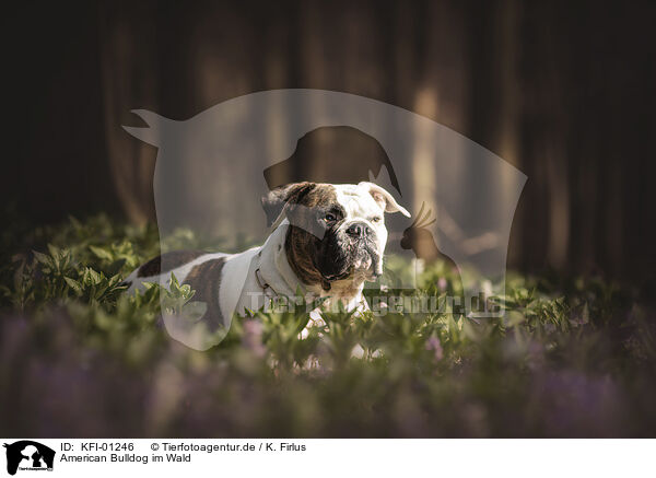 American Bulldog im Wald / KFI-01246