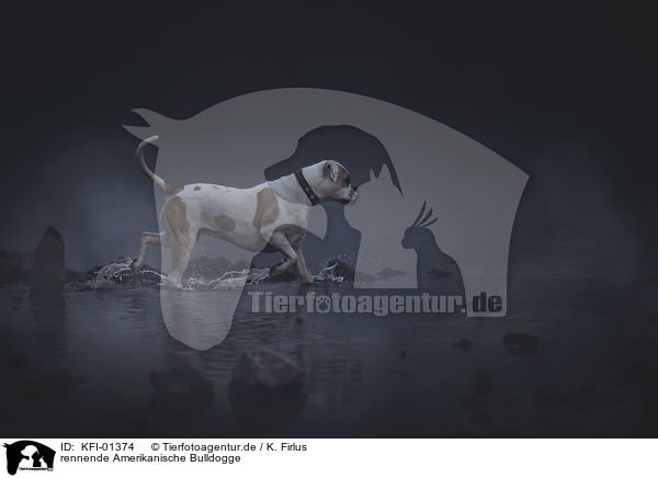 rennende Amerikanische Bulldogge / KFI-01374