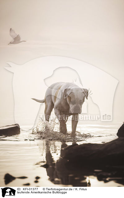 laufende Amerikanische Bulldogge / KFI-01377