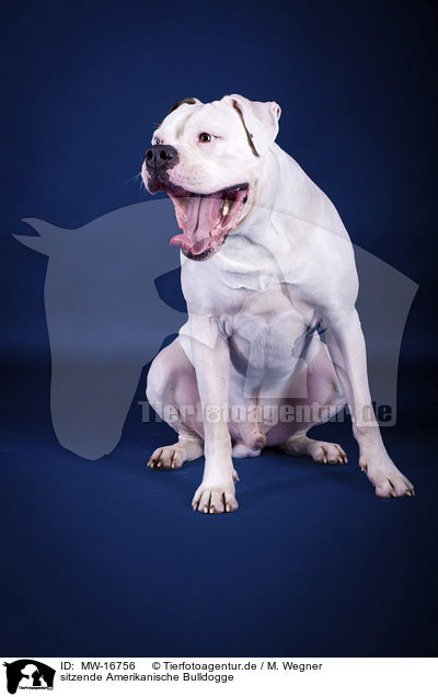 sitzende Amerikanische Bulldogge / sitting American Bulldog / MW-16756