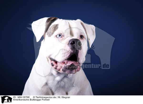 Amerikanische Bulldogge Portrait / MW-16768