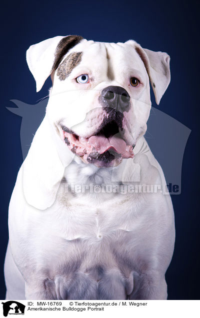 Amerikanische Bulldogge Portrait / American Bulldog portrait / MW-16769