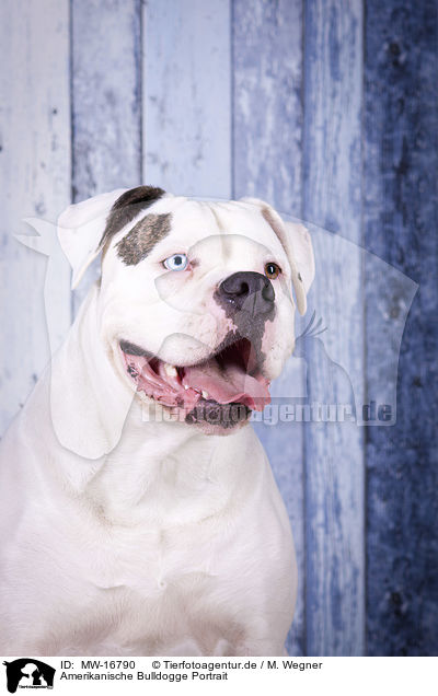 Amerikanische Bulldogge Portrait / MW-16790