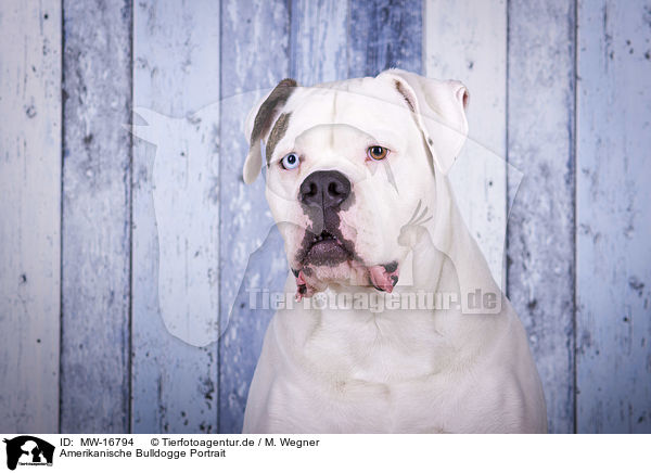 Amerikanische Bulldogge Portrait / MW-16794