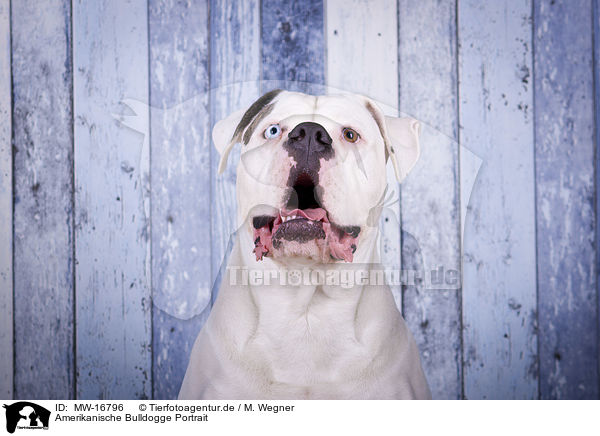 Amerikanische Bulldogge Portrait / MW-16796
