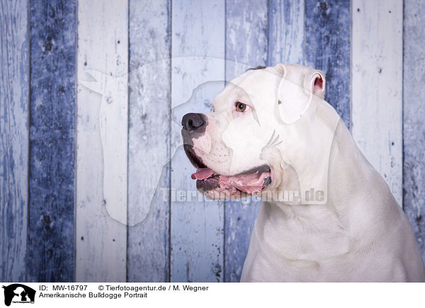 Amerikanische Bulldogge Portrait / MW-16797