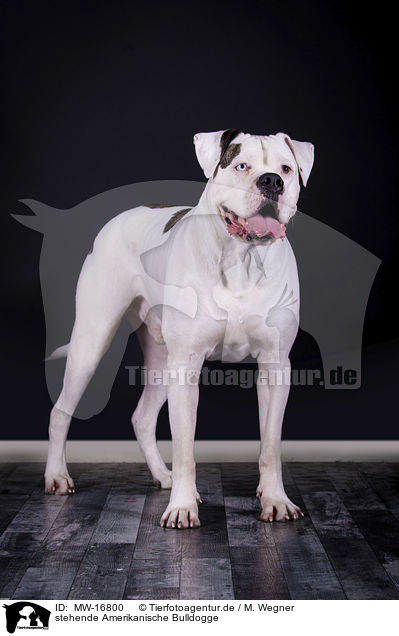 stehende Amerikanische Bulldogge / MW-16800
