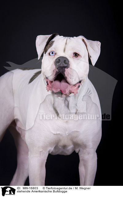 stehende Amerikanische Bulldogge / MW-16803