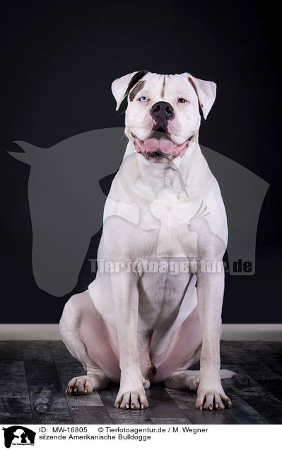 sitzende Amerikanische Bulldogge / MW-16805
