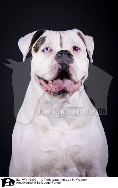 Amerikanische Bulldogge Portrait / MW-16806