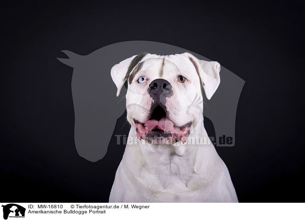 Amerikanische Bulldogge Portrait / MW-16810
