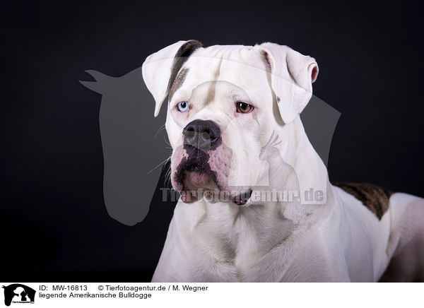liegende Amerikanische Bulldogge / MW-16813
