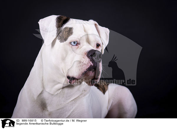 liegende Amerikanische Bulldogge / MW-16815