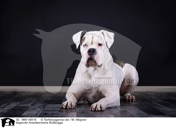 liegende Amerikanische Bulldogge / MW-16816