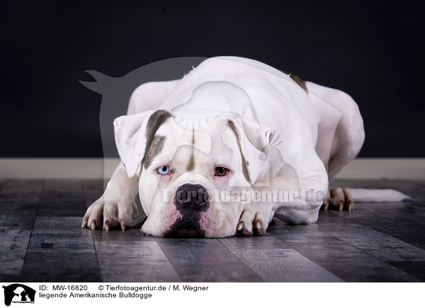 liegende Amerikanische Bulldogge / lying American Bulldog / MW-16820