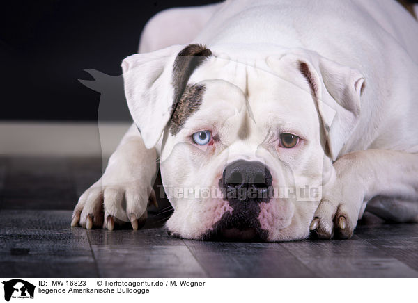 liegende Amerikanische Bulldogge / MW-16823
