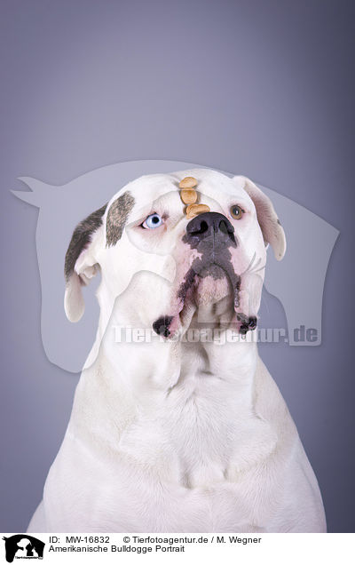 Amerikanische Bulldogge Portrait / MW-16832
