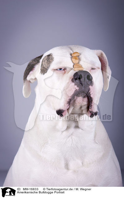 Amerikanische Bulldogge Portrait / American Bulldog portrait / MW-16833
