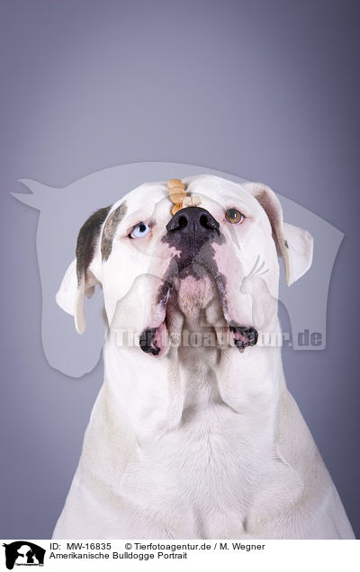 Amerikanische Bulldogge Portrait / MW-16835