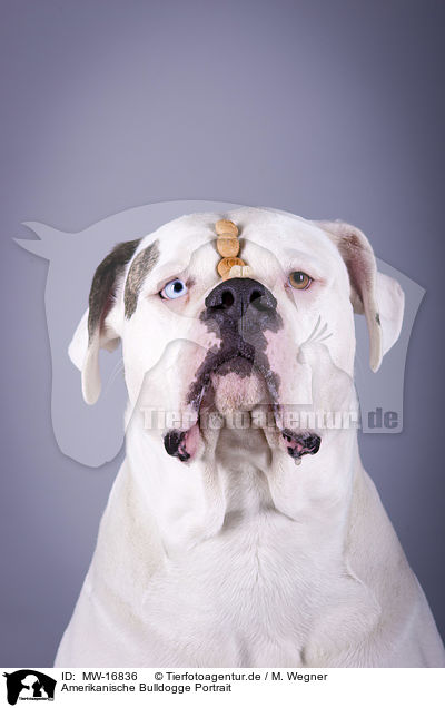 Amerikanische Bulldogge Portrait / MW-16836