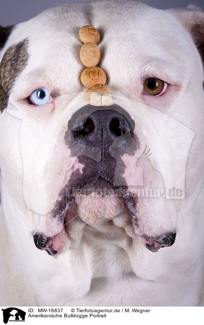 Amerikanische Bulldogge Portrait / MW-16837