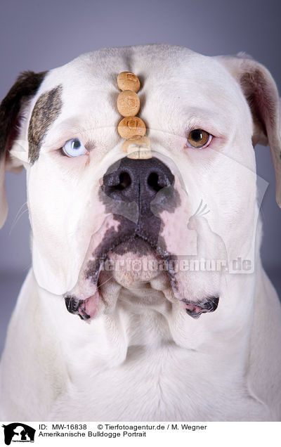 Amerikanische Bulldogge Portrait / MW-16838