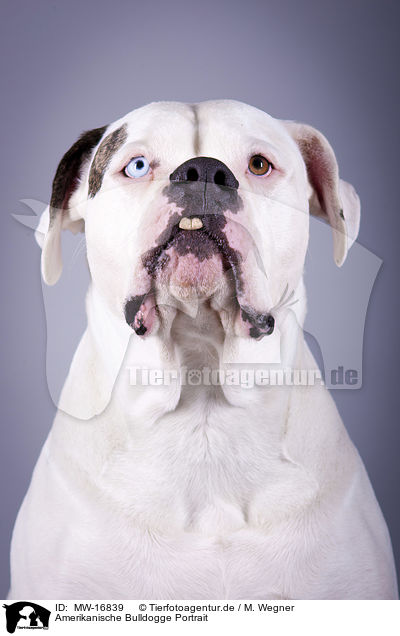 Amerikanische Bulldogge Portrait / MW-16839
