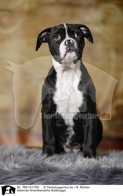 sitzende Amerikanische Bulldogge / sitting American Bulldog / RR-101769