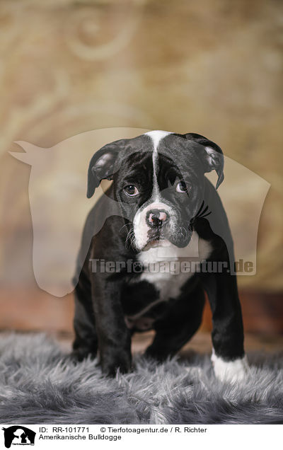 Amerikanische Bulldogge / RR-101771