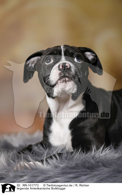 liegende Amerikanische Bulldogge / lying American Bulldog / RR-101773