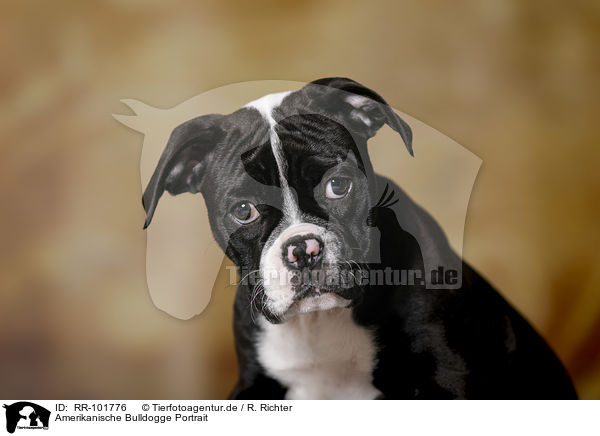 Amerikanische Bulldogge Portrait / American Bulldog portrait / RR-101776
