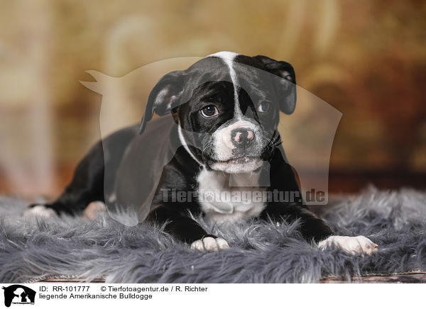 liegende Amerikanische Bulldogge / lying American Bulldog / RR-101777