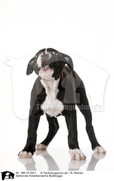 stehende Amerikanische Bulldogge / standing American Bulldog / RR-101821