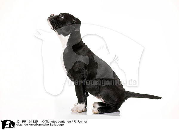 sitzende Amerikanische Bulldogge / sitting American Bulldog / RR-101825