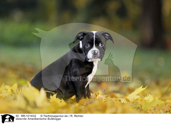 sitzende Amerikanische Bulldogge / RR-101832