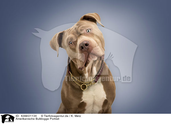 Amerikanische Bulldogge Portrait / KAM-01134