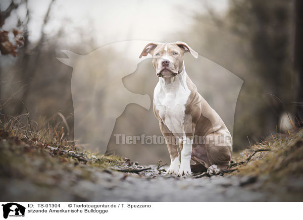 sitzende Amerikanische Bulldogge / TS-01304