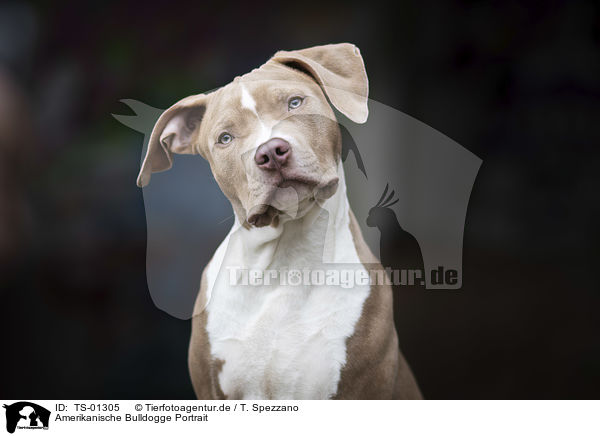 Amerikanische Bulldogge Portrait / TS-01305