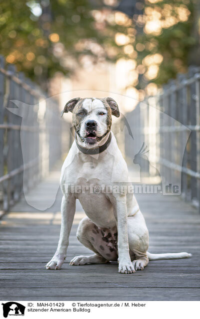 sitzender American Bulldog / MAH-01429