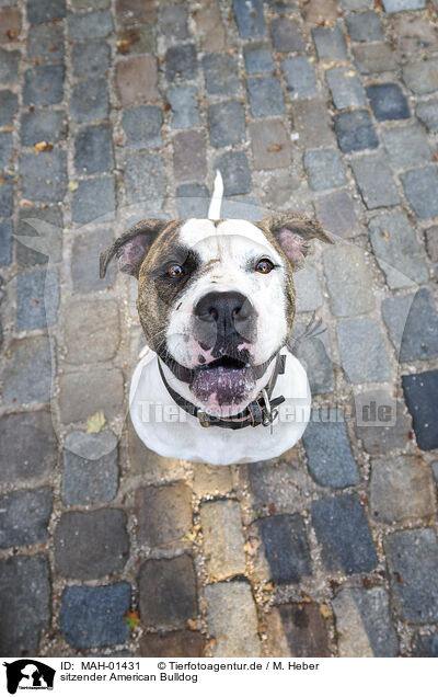 sitzender American Bulldog / MAH-01431
