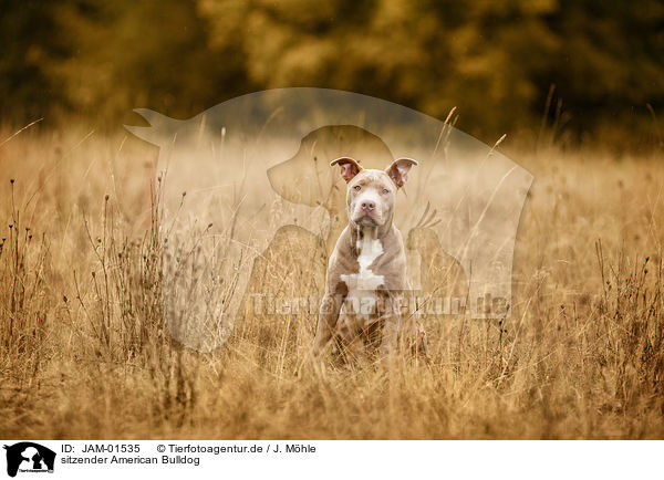 sitzender American Bulldog / JAM-01535