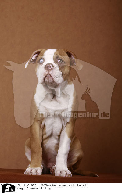 junger American Bulldog / HL-01073