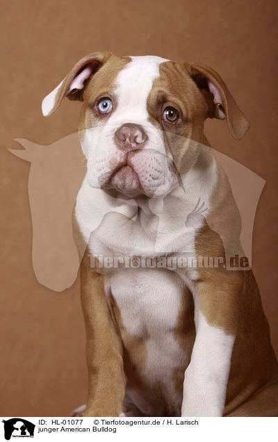 junger American Bulldog / HL-01077