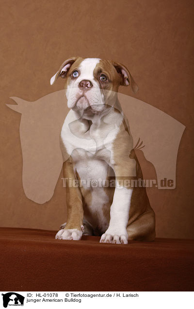 junger American Bulldog / HL-01078