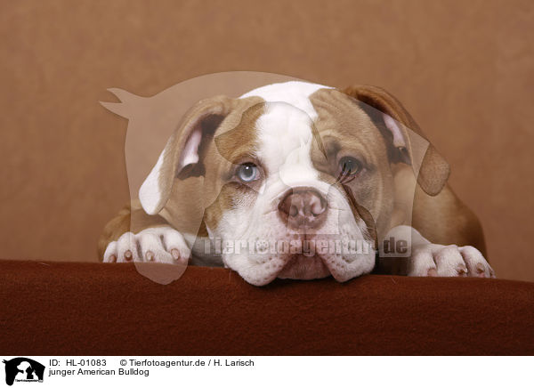 junger American Bulldog / HL-01083
