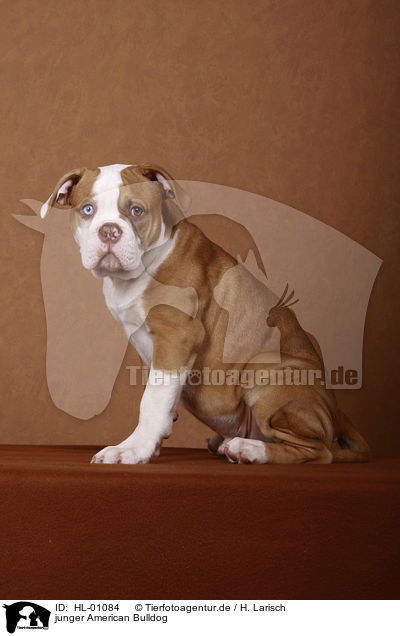 junger American Bulldog / HL-01084