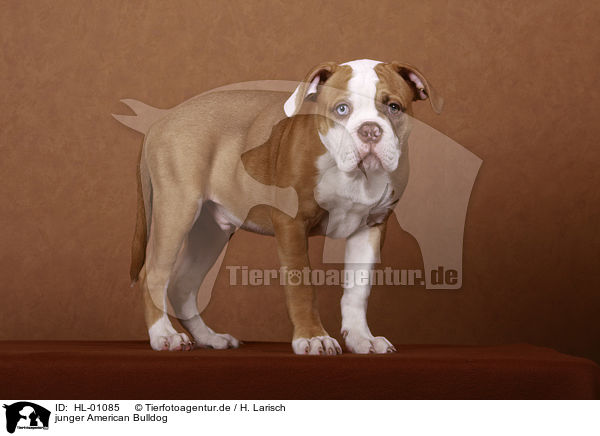 junger American Bulldog / young American Bulldog / HL-01085